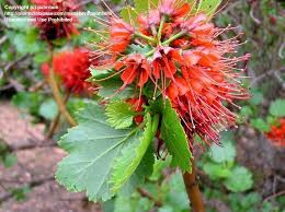 Image result for Greyia