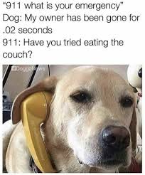 100 Animal Memes That Will Keep You Laughing For Hours Animal Memes Funny Animal Images Funny Animal Memes