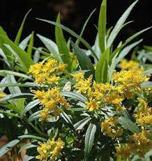 A) las hojas se usan en infusion al 1% en gastralgias. Remedios Para La Salud Estas Plantas Quitan La Fiebre En Minutos Pruebalos