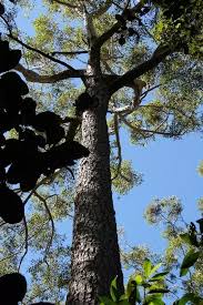 Image result for Eucalyptus cloeziana