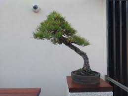 Cut short to promote branching and growth. Trees David George Haskell