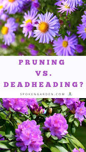 Pruning Vs Deadheading Revealed Diy Garden Minute Ep 2 Spoken Garden Pruning Plants Deadheading Flowers Plant Care