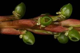 Image result for Eulophia stachyodes