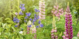 Allyearroundflowers.co.uk is a creative london service specializing in the design, planting and maintenance of hanging. Best Garden Plants For Year Round Colour All Year Round Plants