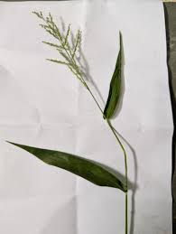 Image result for Urochloa arrecta