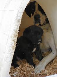 We did not find results for: Animal House Meets Othello Wa Adams County Pet Rescue