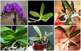 Image result for orchid cuttings