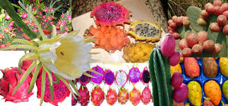 It is widely used in cooking, where vitamin compotes, useful candied fruits. Everyone Interested In The Best Steven John Prowse Facebook