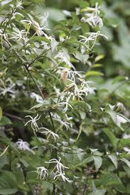 Image result for Jasminum multipartitum