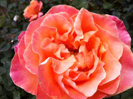 Maybe you would like to learn more about one of these? Autumn Flower Guide Our Pick Of The Best In Season Bloom College