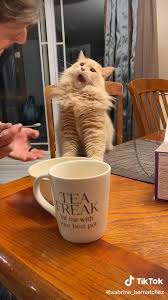 I am not even sure if this tea was my idea, or an idea planted in my mind by. Catnip Tea For Cats Tiktok