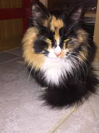 Look at pictures of calico kittens who need a home. Found Female Cat Calico Longhair London Lost Pets