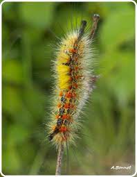 epingle par amandine ortega sur chenilles du jardin de lulu jardins chenille