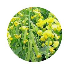 Image result for Crotalaria spectabilis