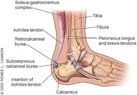 The achilles tendon is the largest tendon in your body. Common Conditions Of The Achilles Tendon American Family Physician