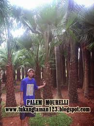 Pohon Palem Mourelli Palm Moreli Jual Tanaman Hias Pohon Palem Tanaman Pohon