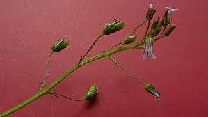 Image result for Lobelia chireensis