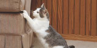 Explore 9gag for the most popular memes, breaking stories, awesome gifs, and viral videos on the internet! 10 Ways To Stop Your Cat From Ruining Your Furniture