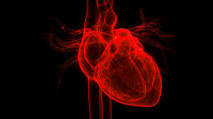 The list goes on and on. Covid 19 Linked To Heart Damage In Healthy People Small Study Suggests Live Science
