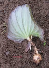 Image result for Nervilia petraea