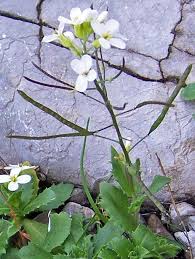 Image result for Arabis alpina