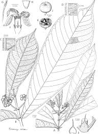 Image result for Tarenna pavettoides