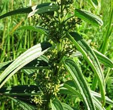 Image result for Dioscorea hirtiflora