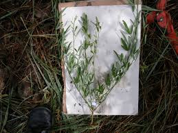 Image result for Crotalaria namuliensis