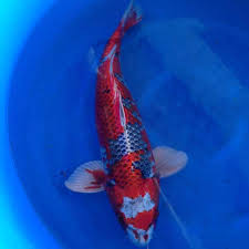 We did not find results for: Blue Gold Koi Farm Healthy Quality Domestic American Koi Fish