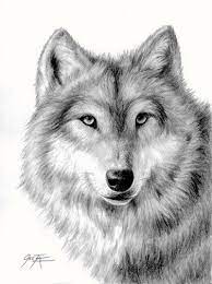 Wolf Pencil Drawing Limited Edition Print By Oneta By 2ndmoon 30 00 Pencil Drawings Wolf Drawing Drawings