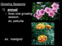 Learn all the steps below! Chapter 10 11 Plant Reproduction P 272 Growing Seasons 1 Annual Lives One Growing Season Ex Petunia Ex Marigold Ppt Download