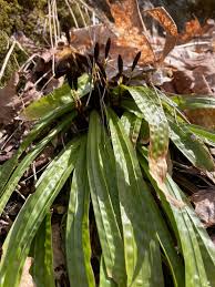 Image result for Rubus chapmanianus