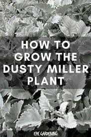 We planted them around our mailbox in full sun, with some gerbera daisies. Dusty Miller Plant How To Grow This Beautiful Silvery Plant Dusty Miller Plant Dusty Miller Dusty Miller Landscape