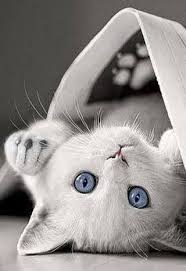 Littersolutionscat Spam Free Zone Fix Cat Litter 4 Good Sevimli Kediler Yavru Kediler Sevimli Kedi Yavrulari