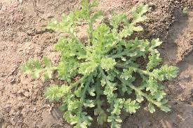 Image result for Grangea anthemoides