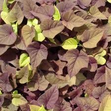 And even if you don't plan to grow them in your garden, sweet potato greens can be grown inside as an edible houseplant. Sweet Potato Vine Caroline Sweetheart Red Parrans Greenhouse