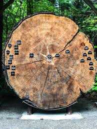 Check spelling or type a new query. Ohanapecosh Mount Rainier National Park U S National Park Service