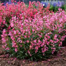 Image result for Penstemon