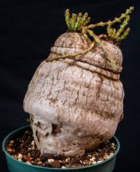 Image result for Euphorbia