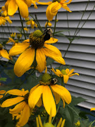 Image result for Rudbeckia laciniata