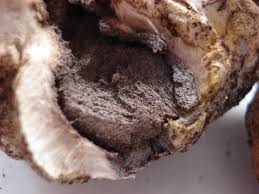 Image result for Scleroderma polyrhizon