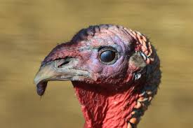 Prices of restaurants, food, transportation, utilities and housing are included. Wild Turkey National Geographic