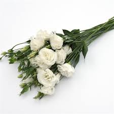 Jordan's pride resembles a tea rose when open and is dark pink streaked with light pink. Abc 3 White Lisianthus
