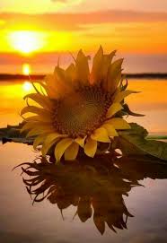 Bunga matahari adalah bunga cantik berwarna kuning cerah yang tinggi batangnya dapat. Pin Oleh Mirilove Di Sunflowers Smile Shining Happiness Bunga Matahari Ilustrasi Alam Wallpaper Bunga Matahari
