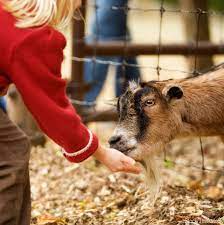 A Farm Petting Zoo Is A Big Undertaking Consider This Advice Before Starting One On Your Farm Zoo Animals Pets Zoo