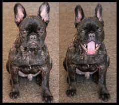 Gershwin 4 Mounth Before After His Rest French Bulldog Puppy Baby Dogs French Bulldog French Bulldog Puppy