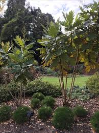 Image result for Bocconia arborea