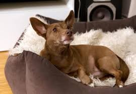 What does paws2rescue do for romanian rescue dogs? Four Paws International Animal Welfare Organisation