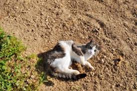 Whatever your cat is doing, it's probably for a good reason. Why Do Cats Roll In Dirt Poc