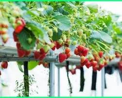 Seperti, cara menanam sayuran dengan teknik organik banyak disukai orang karena dilakukan tanpa ada campur tangan zat kimia. Cara Menanam Sayuran Hydroponic